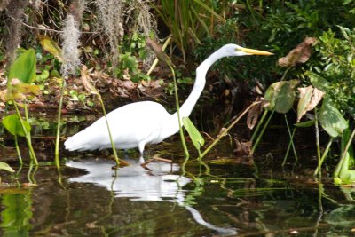 White Heron