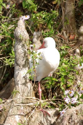 Visit to Wakulla Springs with Mike and Janis