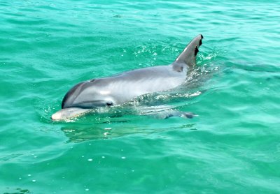 Swimmimg with the Dolphins