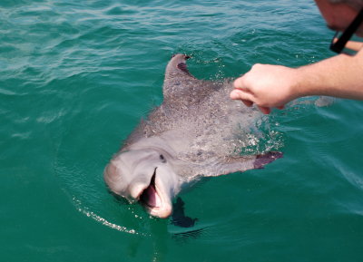 Adam the dolphin whisperer