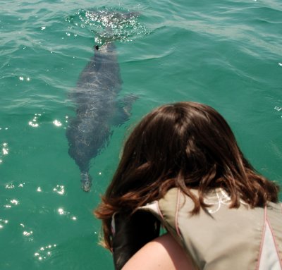dolphin heading toward Paige