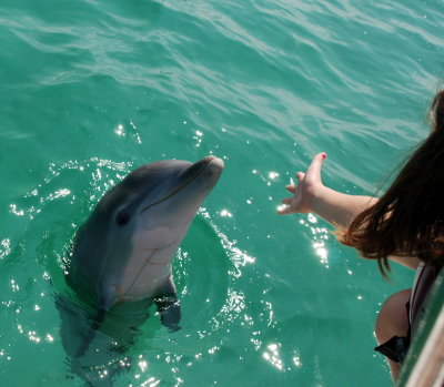 Paige touched this dolphin