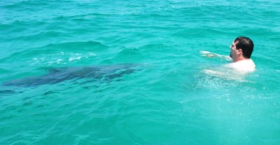 swimming with dolphins