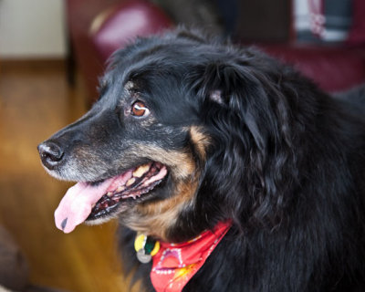 Gracie
