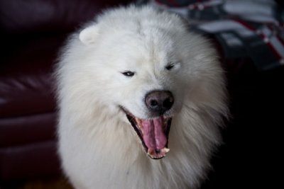 Yawn