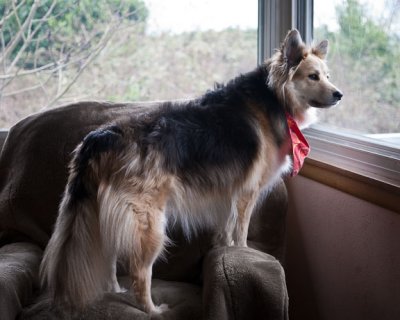 Sadie Sentry