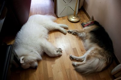 Yin-Yang Dogs