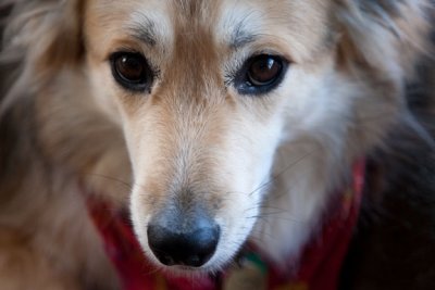 Sadie closeup1