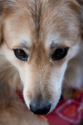 Sadie closeup2