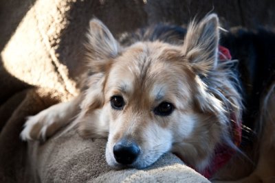 Sadie sigh