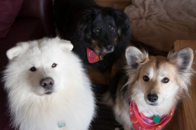 The new gang
