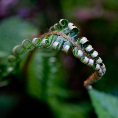 Fronds