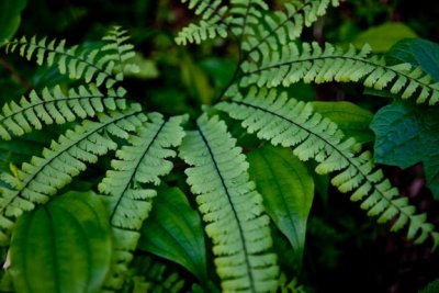 Frond Fingers
