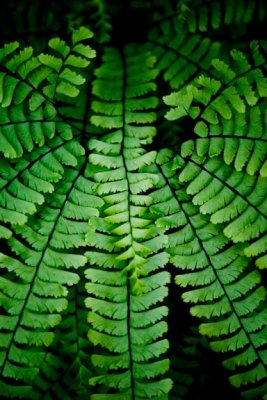 Frond Layers