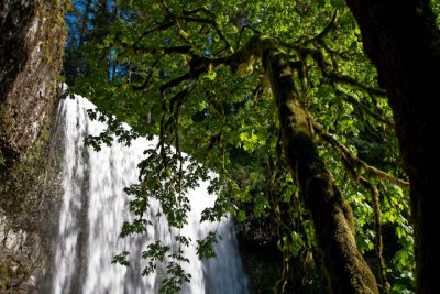 Lower South Falls Tree1