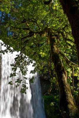 Lower South Falls Tree2
