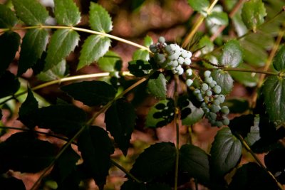 Mahonia (Oregon Grape)