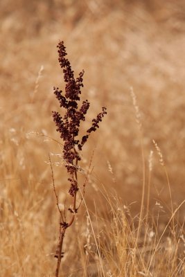 Wild grass