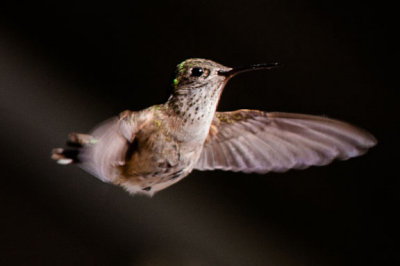 Freebird