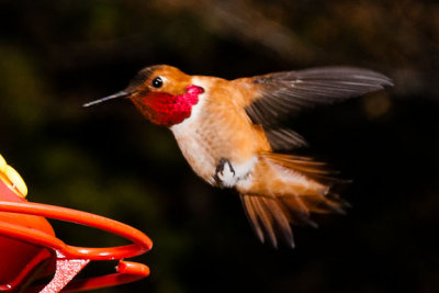 Ruby-Throat