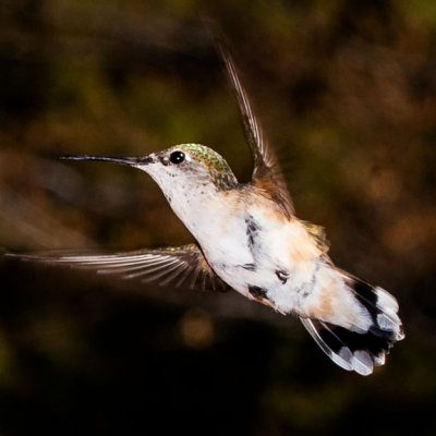 Hummer