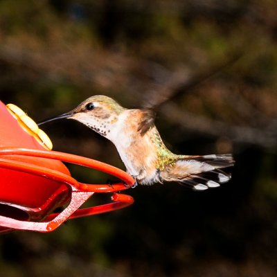 Rough Landing