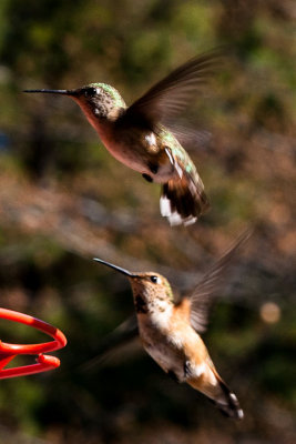 Duet