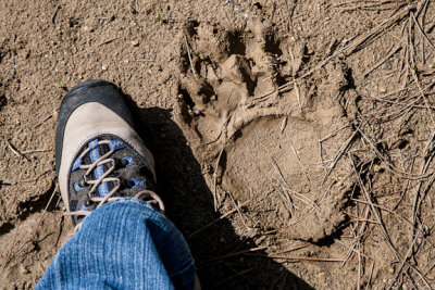Bear Tracks!