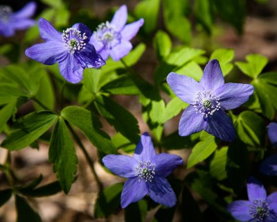 Blue flower1