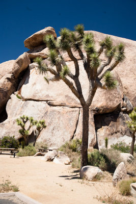 Joshua Tree