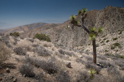 Lonely tree
