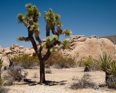 Joshua Tree & rock