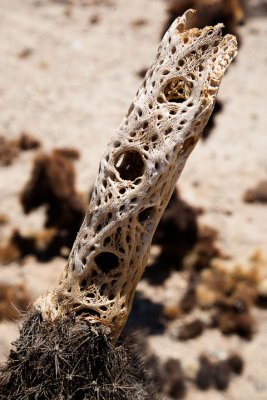Cholla skeleton