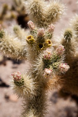 Cholla close-up
