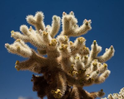 Cholla & blue sky