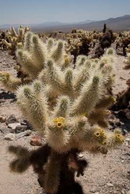 Cholla fingers