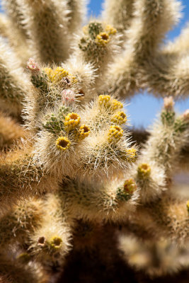 Joshua Tree National Park