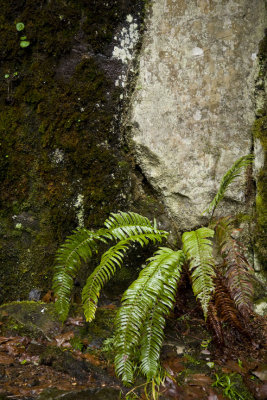 Fern