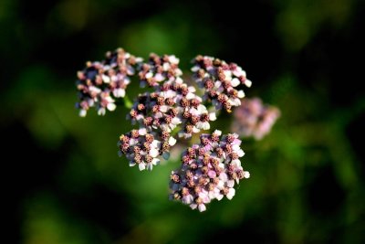 Flowers - Blossoms - Plants