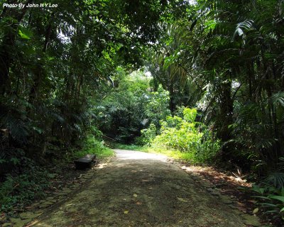 002 - Forest Walk.jpg
