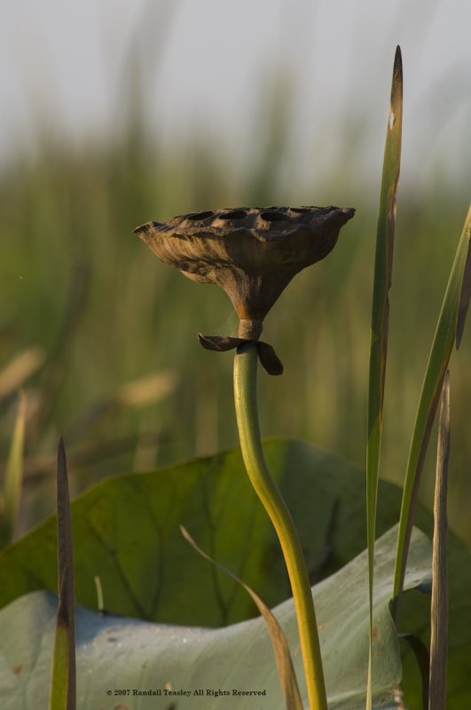 Water-Lilly-Seed-Pod