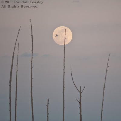 Flying-against-the-moon