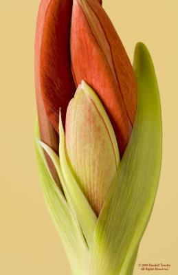 Amaryllis-Bloom-0394.jpg