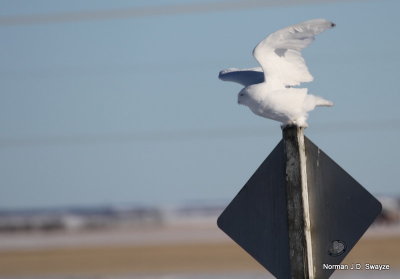 IMG_8085--2--NS.jpg