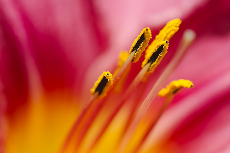 PG_ET LES  ABEILLES ?