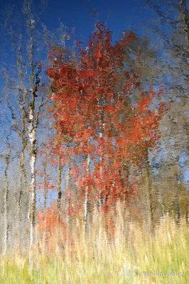 SB_Frisson d'automne