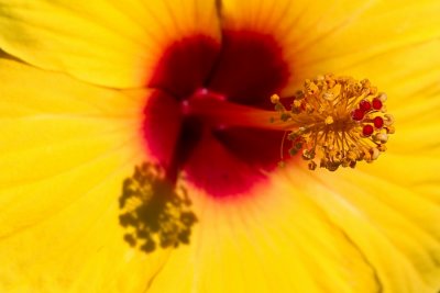 Hibiscus rosa-sinensis(jaune)