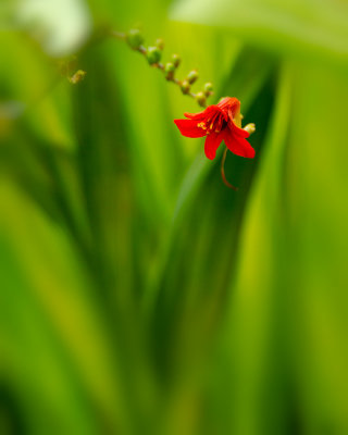 16_LA_CROCOSMIA