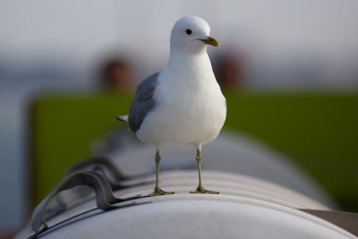 SEAGULLS