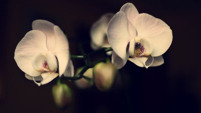 Orchids with cross-processing